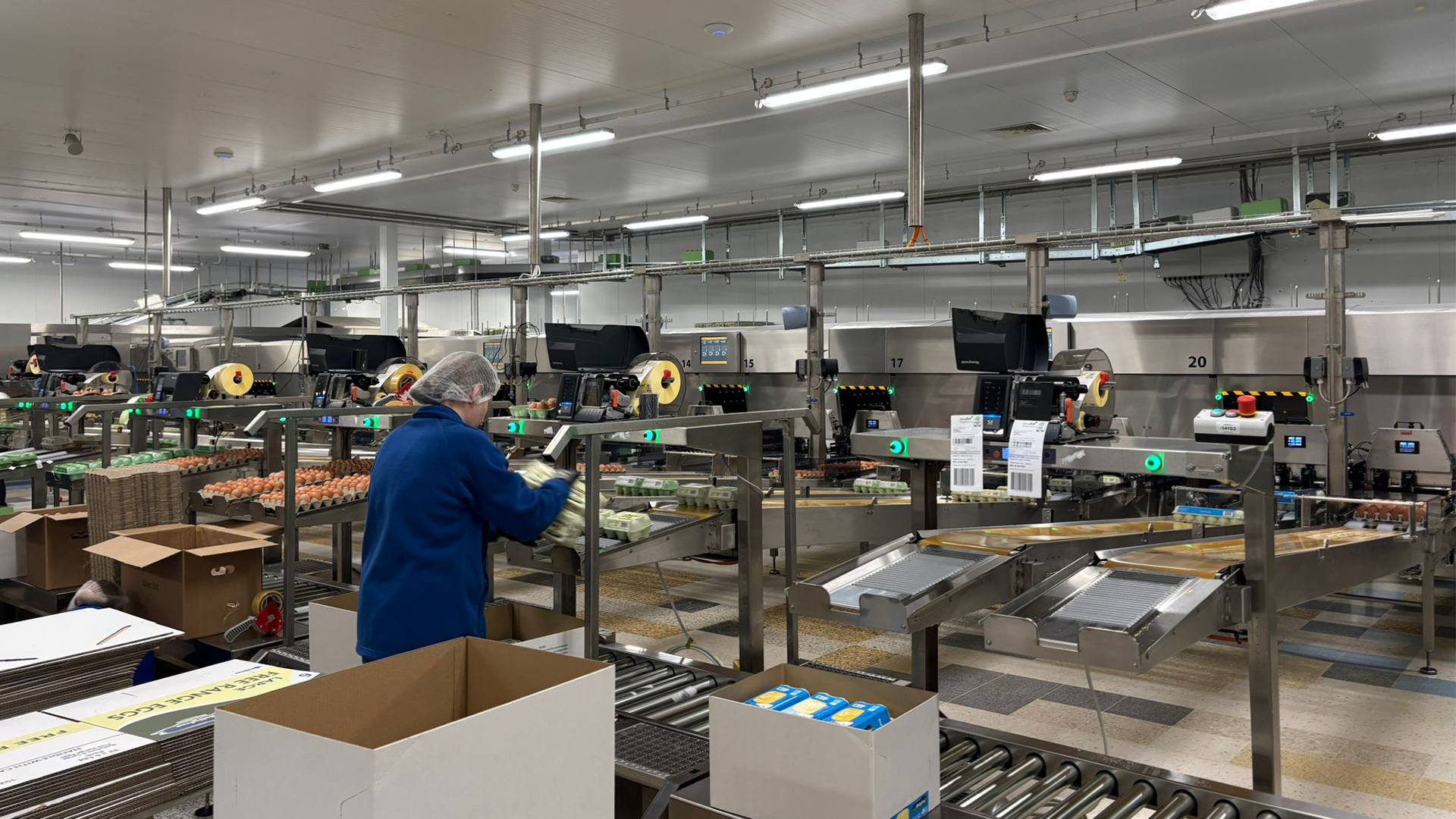 Greenfield egg grading facility